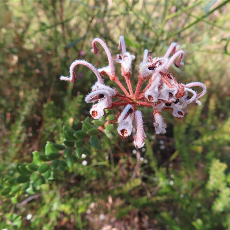 Grevillea buxifolia subsp. buxifolia