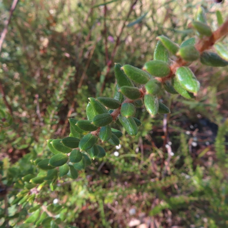 Grevillea buxifolia subsp. buxifolia