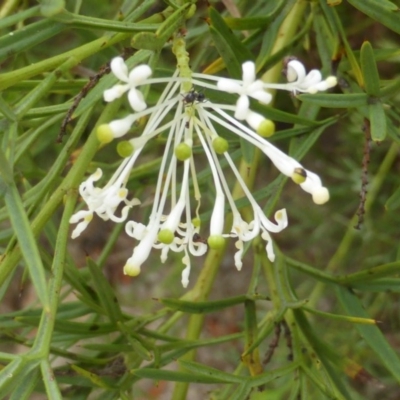 Grevillea curviloba