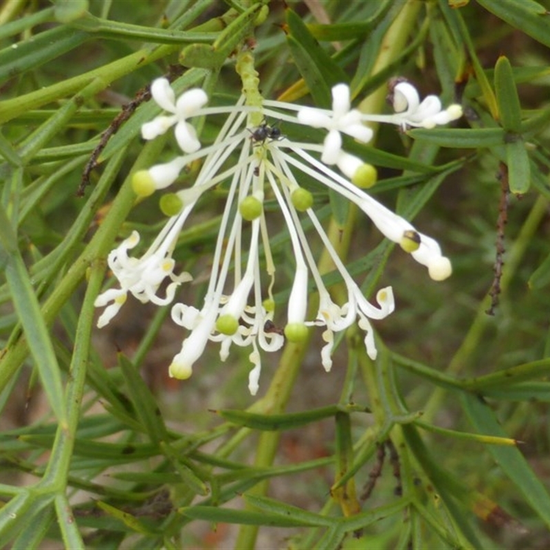 Grevillea curviloba