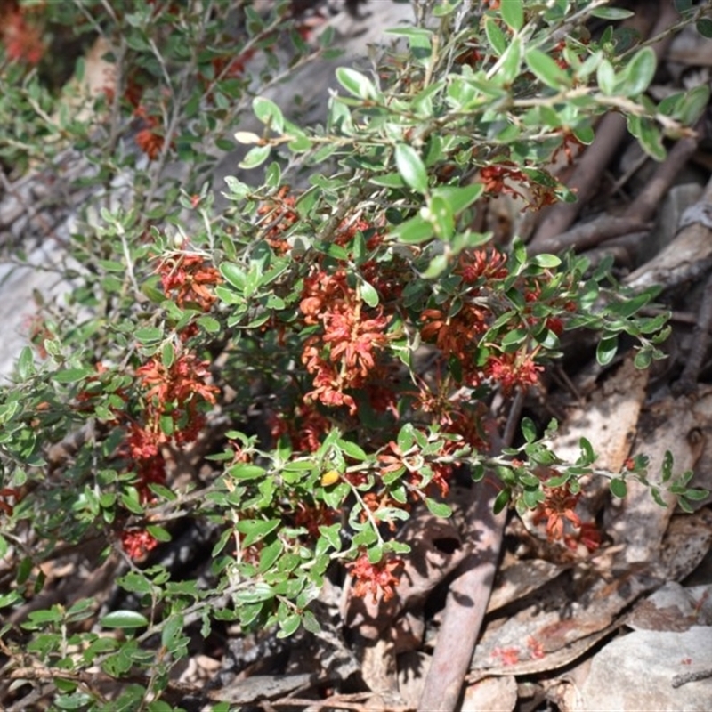 Grevillea diminuta