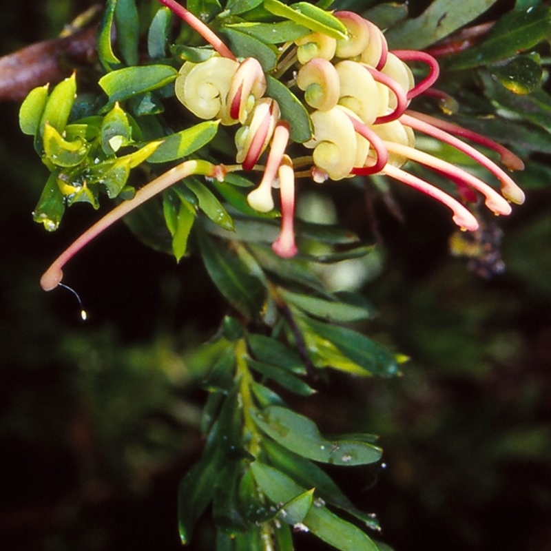 Grevillea iaspicula