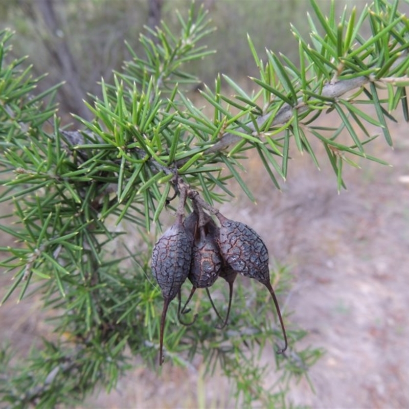 Grevillea juniperina