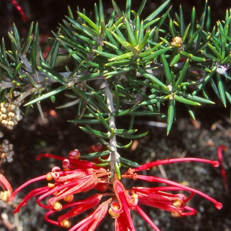 Grevillea juniperina subsp. fortis