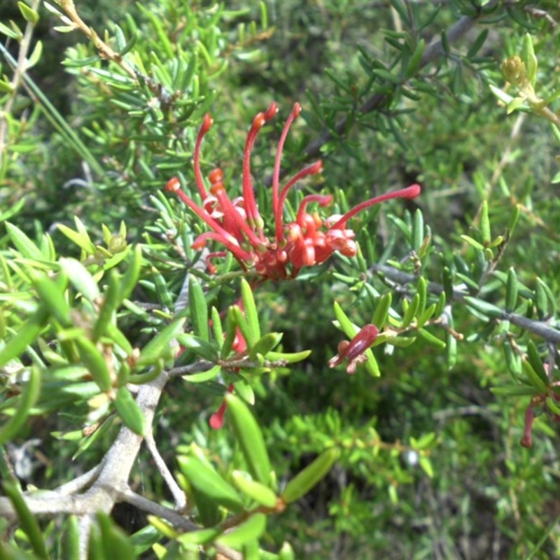 Grevillea juniperina subsp. fortis