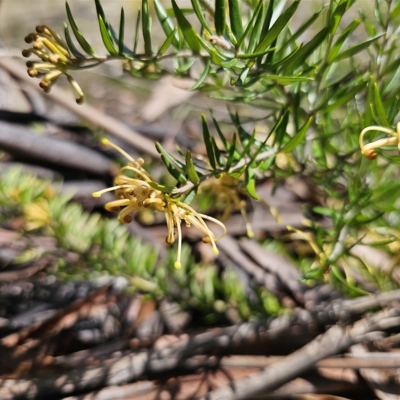 Grevillea juniperina subsp. sulphurea