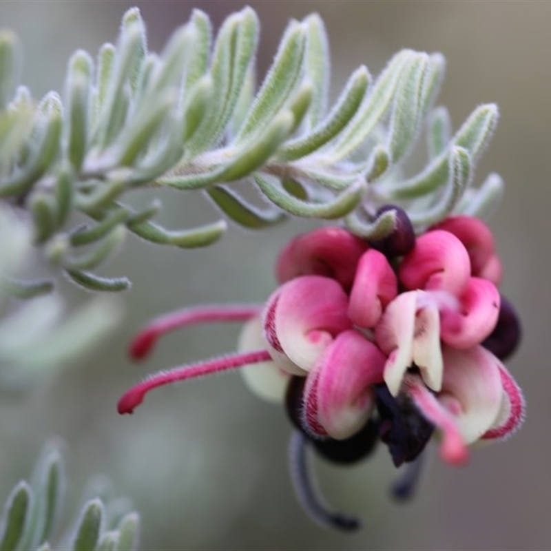 Grevillea lanigera