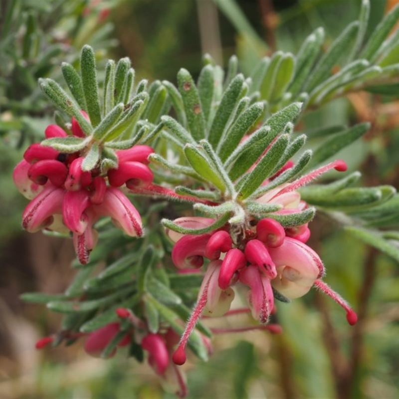 Grevillea lanigera