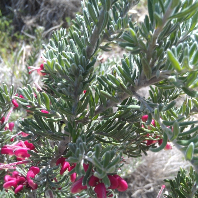 Grevillea lanigera