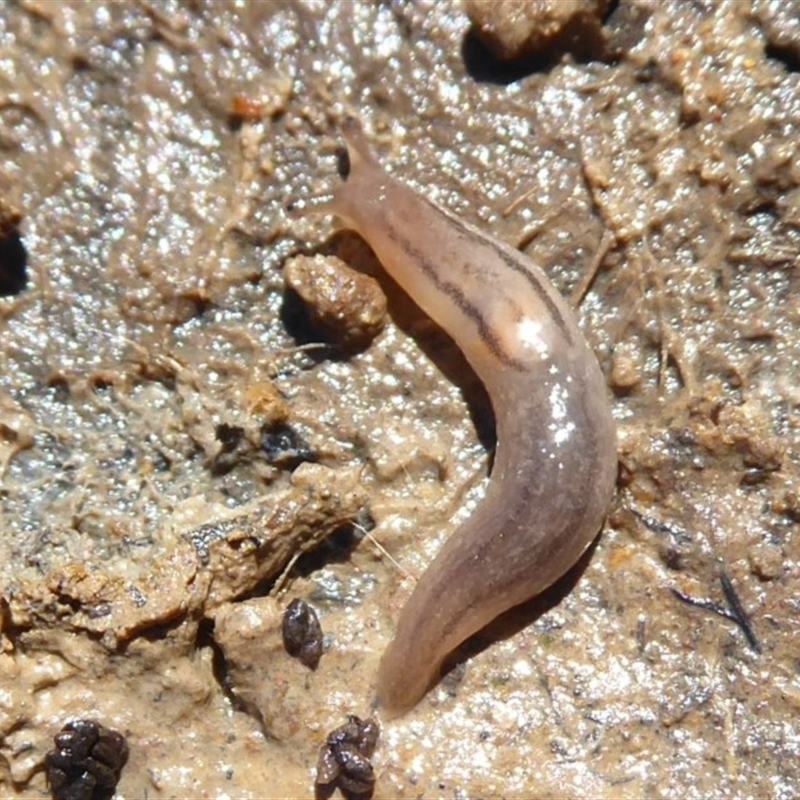 Ambigolimax sp. (valentius and waterstoni)