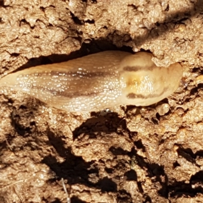 Ambigolimax nyctelia