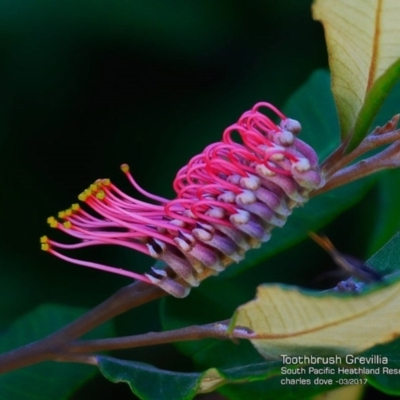 Grevillea macleayana