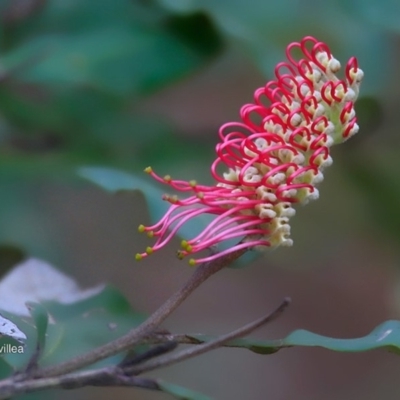 Grevillea macleayana