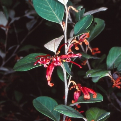 Grevillea oxyantha subsp. oxyantha