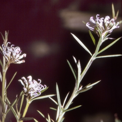 Grevillea patulifolia