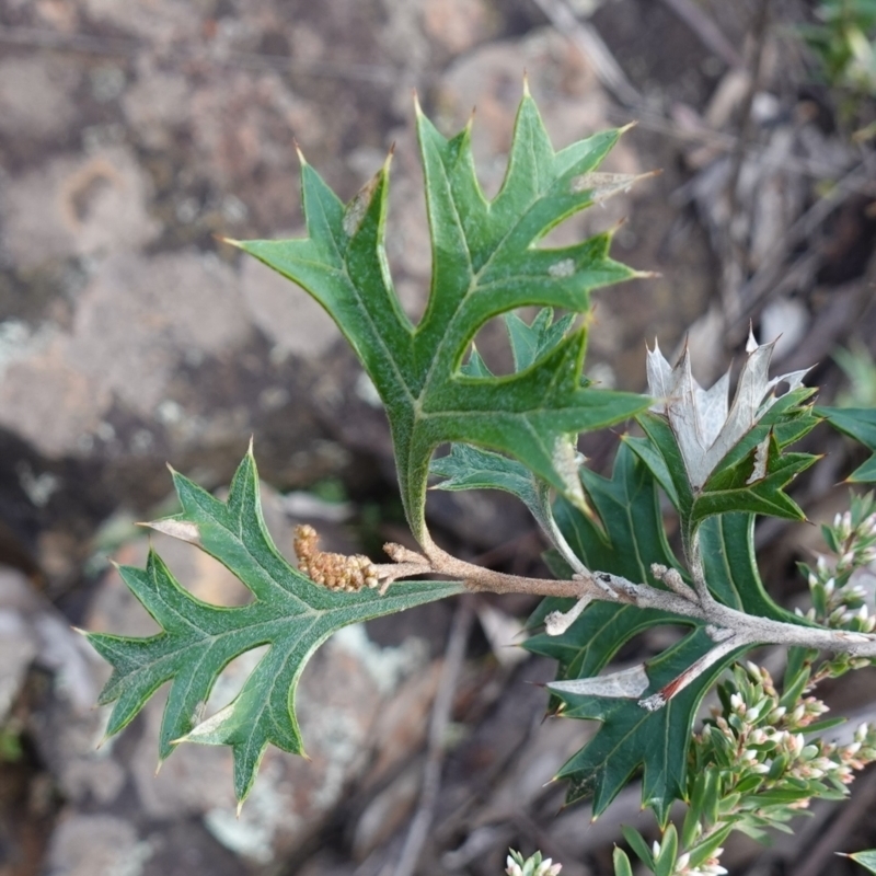 Grevillea ramosissima subsp. ramosissima