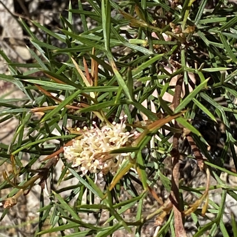 Grevillea raybrownii