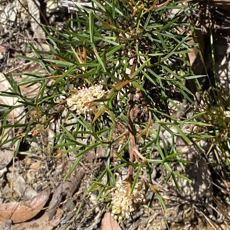 Grevillea raybrownii