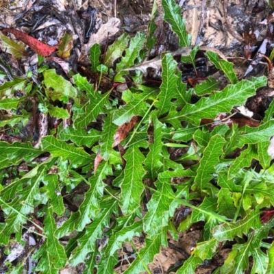 Grevillea renwickiana