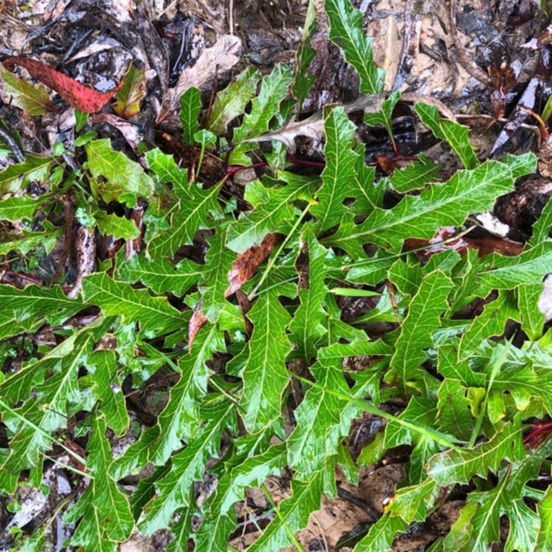 Grevillea renwickiana