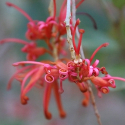 Grevillea rhyolitica