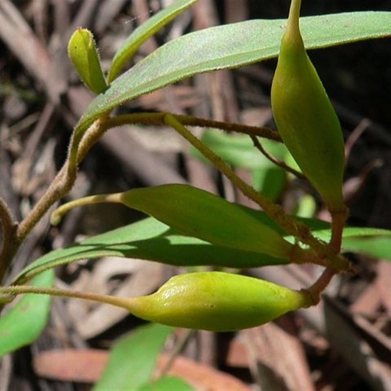 Grevillea rhyolitica