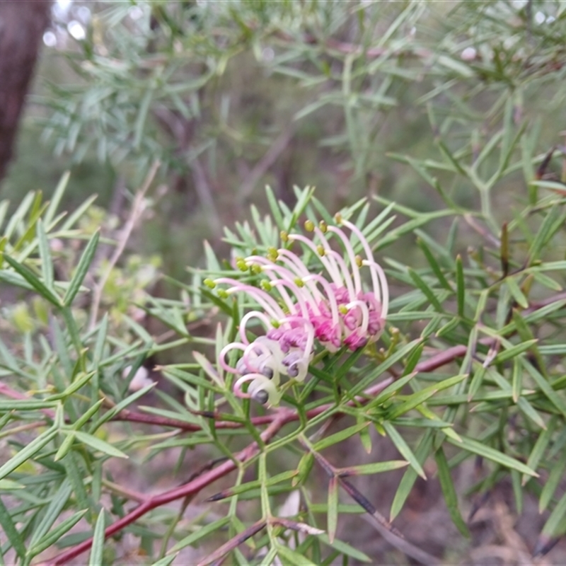 Grevillea rivularis