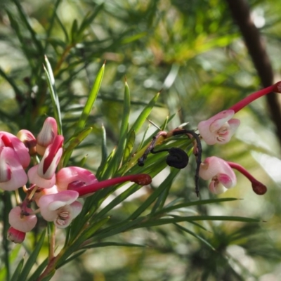Grevillea rosmarinifolia subsp. rosmarinifolia