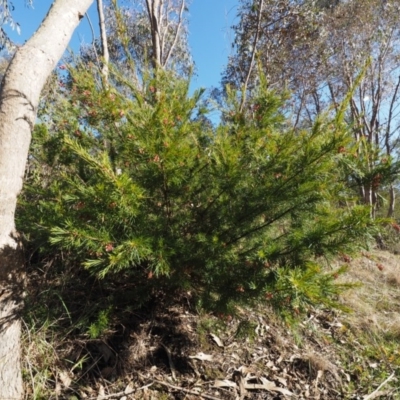 Grevillea rosmarinifolia subsp. rosmarinifolia