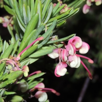 Grevillea rosmarinifolia/lanigera intergrade