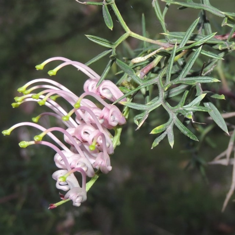 Grevillea sp.