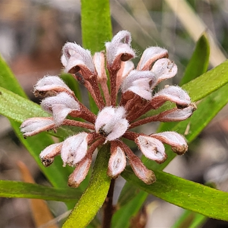 Grevillea sphacelata