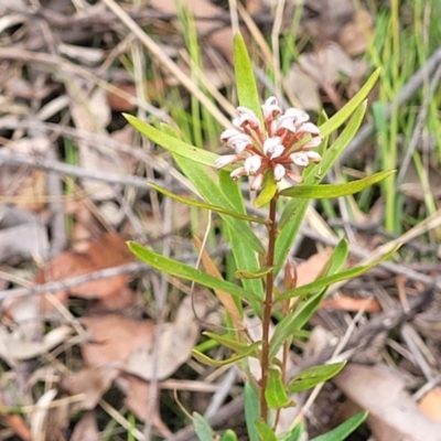 Grevillea sphacelata