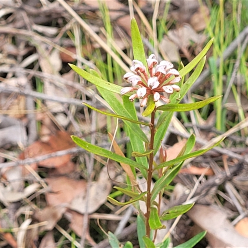 Grevillea sphacelata