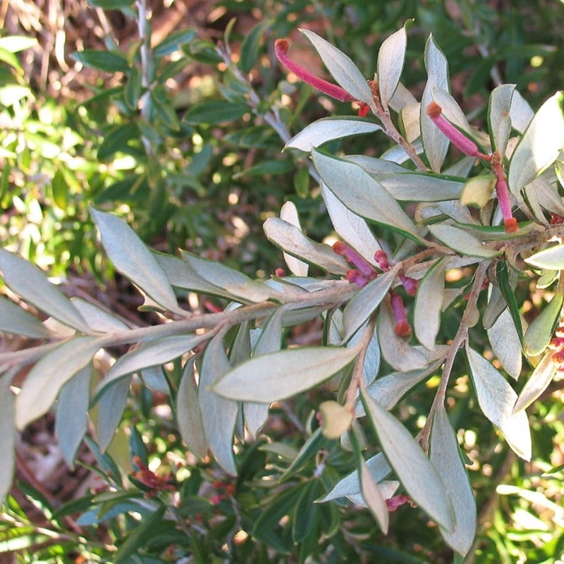 Grevillea victoriae