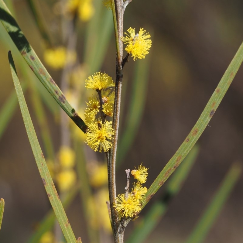 Acacia dawsonii