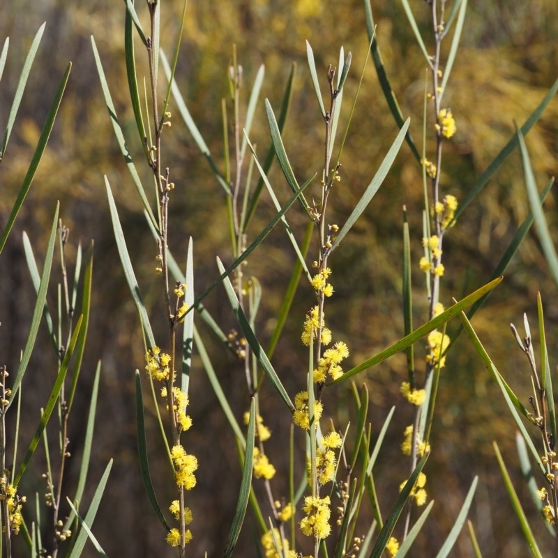 Acacia dawsonii