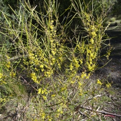 Acacia dawsonii