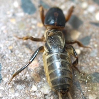 Gryllotalpa nitidula