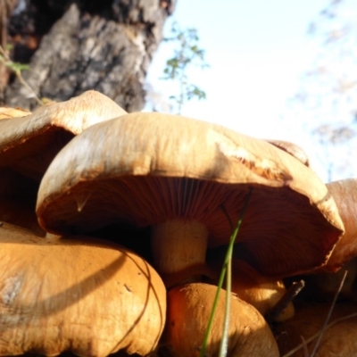 Gymnopilus junonius