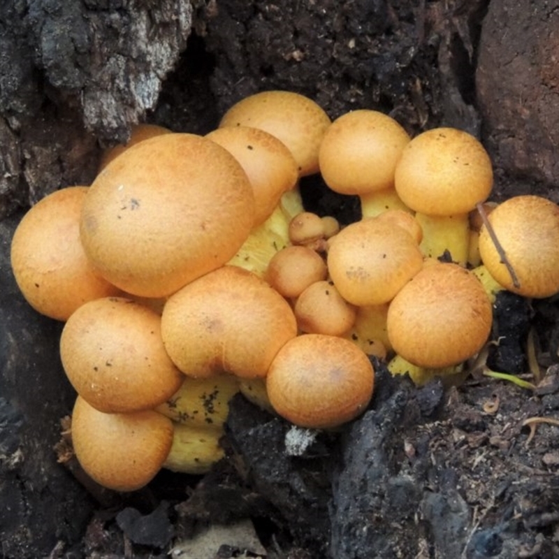 Gymnopilus junonius