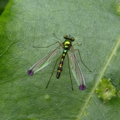 Amblypsilopus zonatus