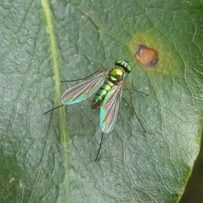 Harvey Perkins, Lake Curalo - female