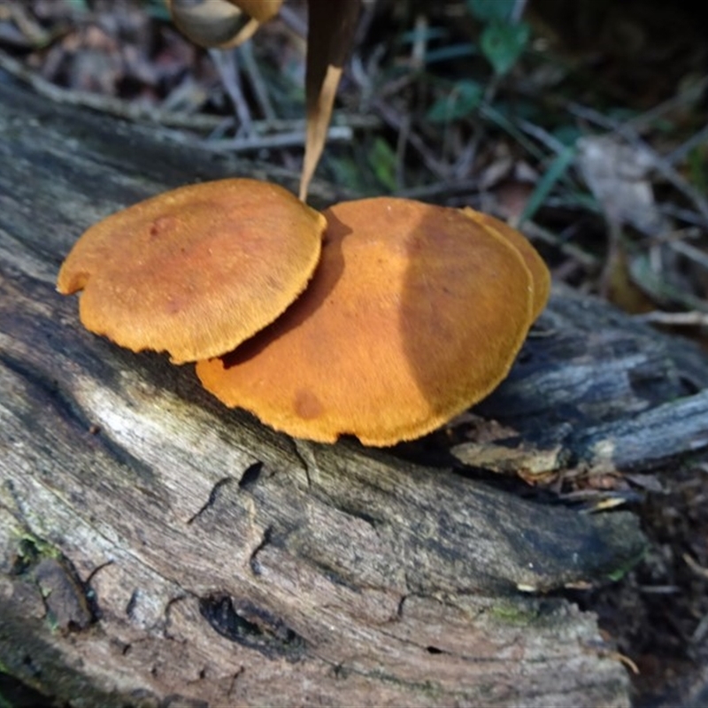 Gymnopilus sp.