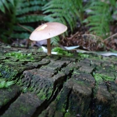 Gymnopilus sp.