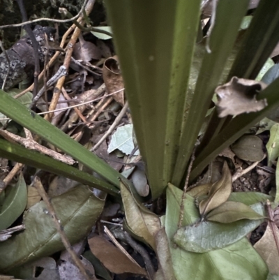 Gymnostachys anceps