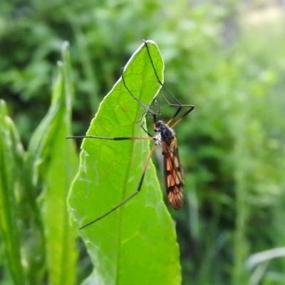 Gynoplistia sp. (genus)