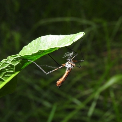 Gynoplistia sp. (genus)