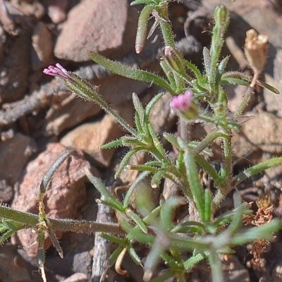 Gypsophila tubulosa