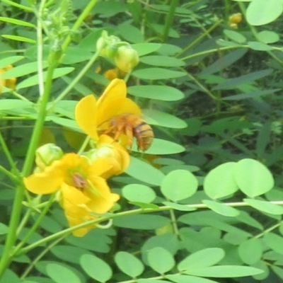 Amegilla (Asaropoda) bombiformis